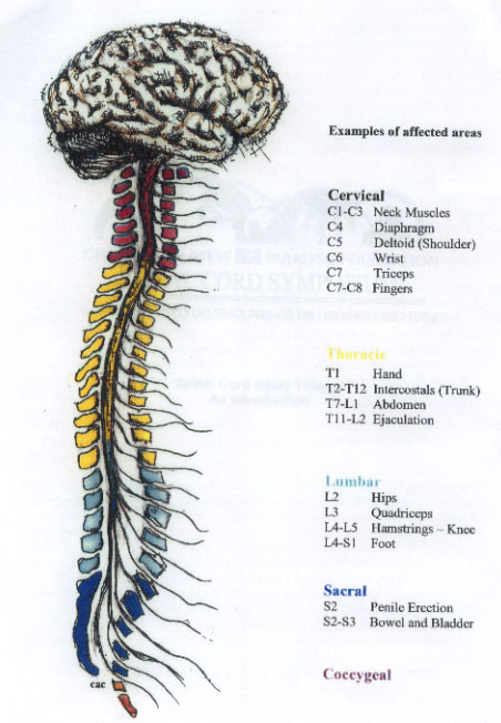 spinalcordchart.jpg
