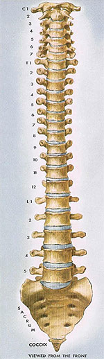 spine1-sm.jpg